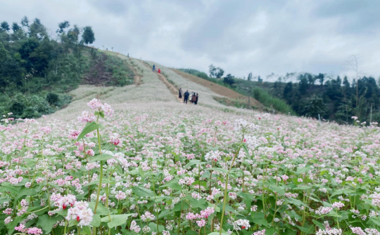 Du lịch Lào Cai: Thích ứng linh hoạt, an toàn và phát triển