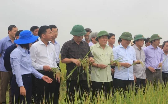 Quảng Trị trên đường chiến thắng - Bài 3: Chuyện “hai nhà” làm nông nghiệp hữu cơ