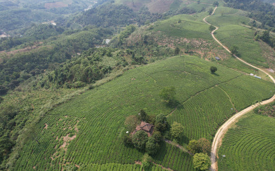 Tâm trà Linh Dương: “Từ tâm nâng tầm sản phẩm”