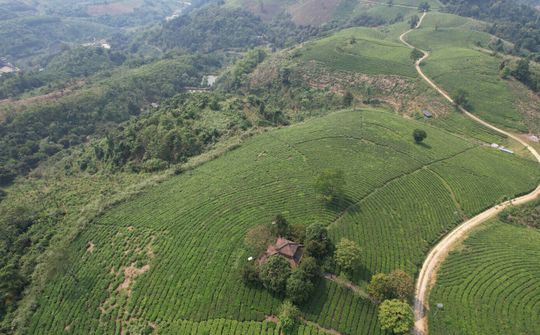 Tâm trà Linh Dương: “Từ tâm nâng tầm sản phẩm”