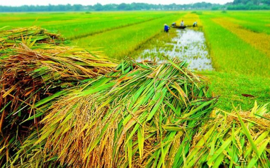 Chính sách mới về hỗ trợ bảo hiểm nông nghiệp