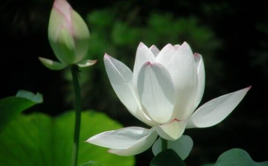 Gia đình có lao động bị tử vọng tại Ả Rập Xê-út gửi lời cảm tạ