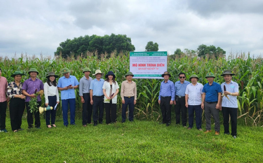 Hà Tĩnh – lúa thảo dược, lạc đen, ngô tím theo chuỗi giá trị trước thềm hội nhập