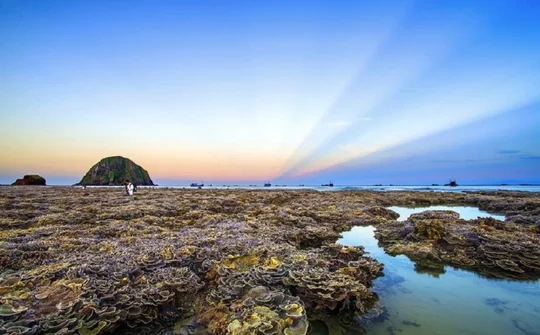 Vi vu xứ hoa vàng, cỏ xanh Phú Yên - Check-in ở đâu, ăn gì ngon?