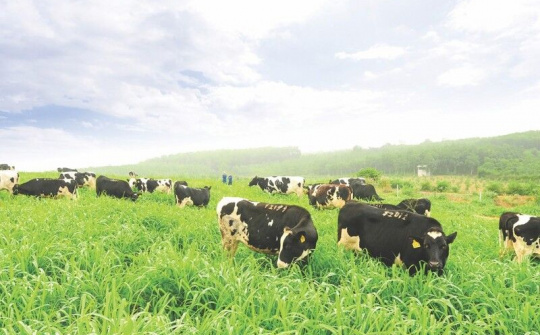 Dòng sữa tươi sạch khẳng định chữ “thật” trong suốt 13 năm qua