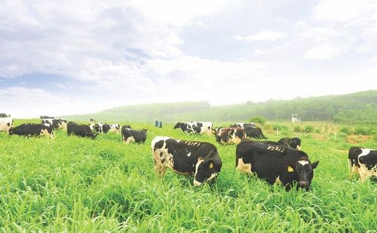 Dòng sữa tươi sạch khẳng định chữ “thật” trong suốt 13 năm qua