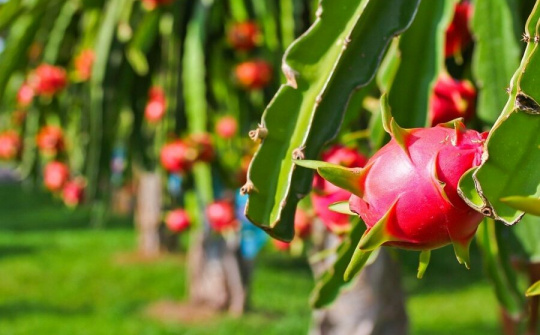 HAGL Agrico (HNG) báo lỗ ròng hơn 100 tỷ đồng ngay quý đầu năm