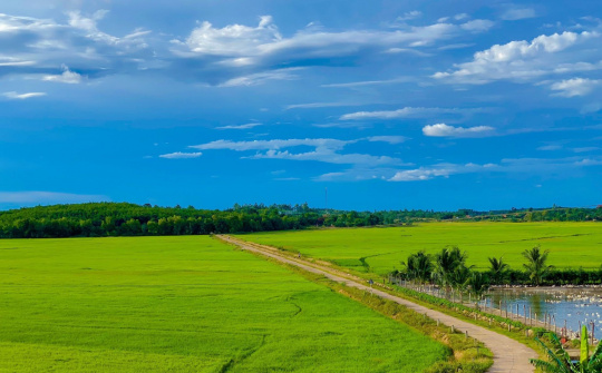 Đắk Lắk: Vụ đông xuân 2021-2022 toàn tỉnh thu hoạch trên 55.000 ha, chiếm 86,3% kế hoạch