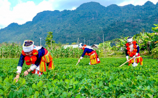 Triển khai thực hiện quyết liệt, hiệu quả các chương trình mục tiêu quốc gia