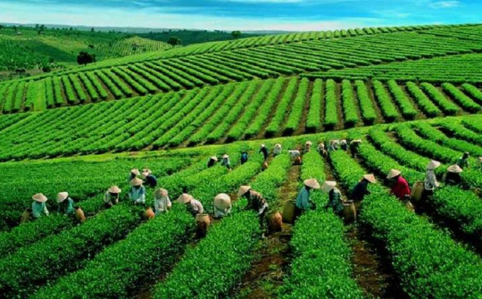 Xúc tiến xuất khẩu chè Lai Châu vào thị trường Trung Đông, Bắc Phi và Nam Á