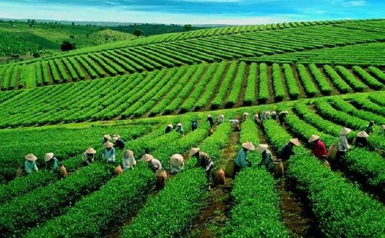 Xúc tiến xuất khẩu chè Lai Châu vào thị trường Trung Đông, Bắc Phi và Nam Á