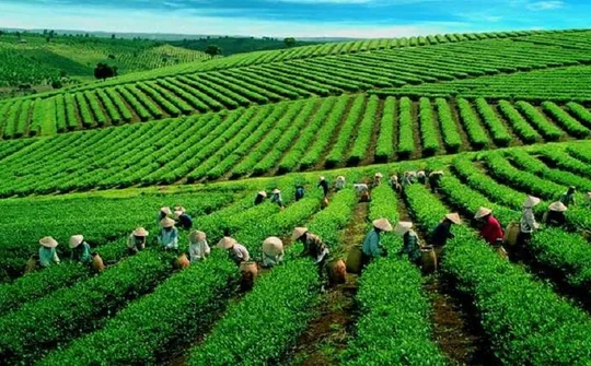 Xúc tiến xuất khẩu chè Lai Châu vào thị trường Trung Đông, Bắc Phi và Nam Á