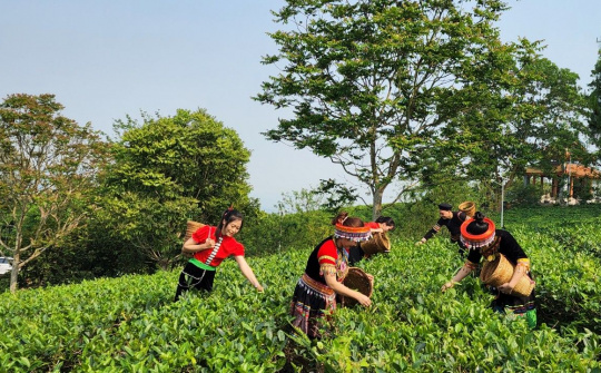 Tâm trà Linh Dương: Phát triển du lịch xanh giữa lòng thành phố
