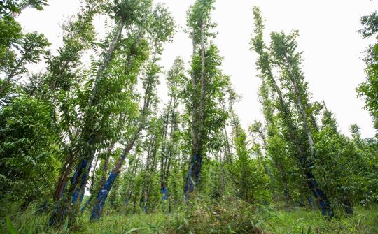 New directions for Vietnamese agarwood industry
