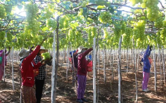 Ninh Thuận thu hút đầu tư nông nghiệp công nghệ cao với kinh phí 9,4 tỷ đồng