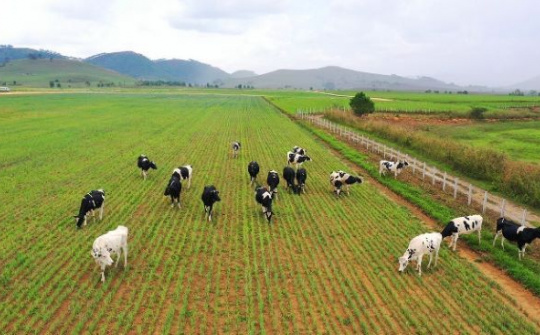 Vinamilk vào Top 5 cổ phiếu đáng quan tâm của Đông Nam Á