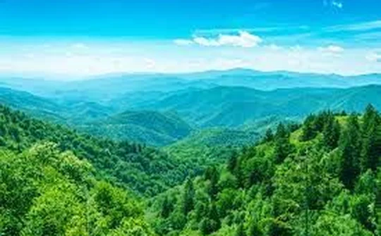 Phát triển lâm nghiệp trở thành ngành kinh tế - kỹ thuật hiện đại