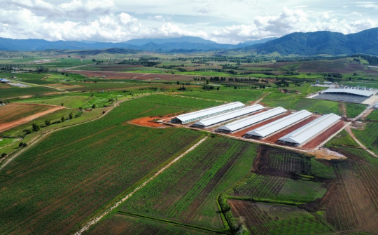 Trang trại Vinamilk Lao-Jagro tiếp nhận đàn bò sữa 1000 con đầu tiên nhập khẩu từ Mỹ