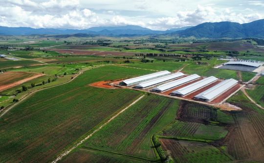 Trang trại Vinamilk Lao-Jagro tiếp nhận đàn bò sữa 1000 con đầu tiên nhập khẩu từ Mỹ
