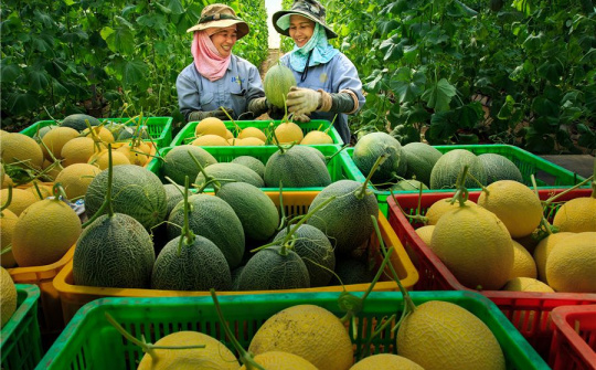 Định hướng phát triển hợp tác xã nông nghiệp ở Việt Nam trong bối cảnh mới