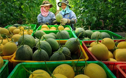 Định hướng phát triển hợp tác xã nông nghiệp ở Việt Nam trong bối cảnh mới