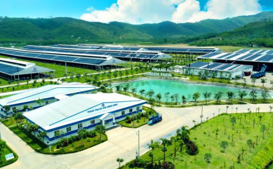 Vinamilk Green Farm đón thêm 1.550 bò sữa nhập từ Mỹ