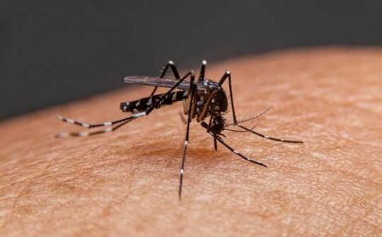 Lào Cai: Tăng cường công tác phòng, chống sốt xuất huyết và các dịch bệnh truyền nhiễm khác