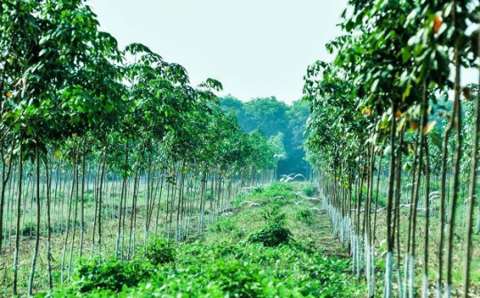 Ấn tượng về SXKD 6 tháng đầu năm của Công ty TNHH-MTV Cao su Quảng Trị