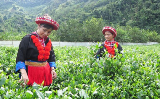 Xây dựng hợp tác xã kiểu mới trên địa bàn tỉnh Bắc Kạn - Hướng đi tất yếu cho phát triển hài hòa, lấy con người làm trung tâm