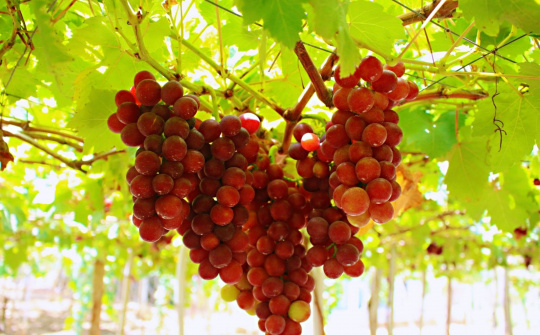 Chìm đắm vào vẻ đẹp mọng nước của vườn nho Thanh Thủy, Ninh Thuận