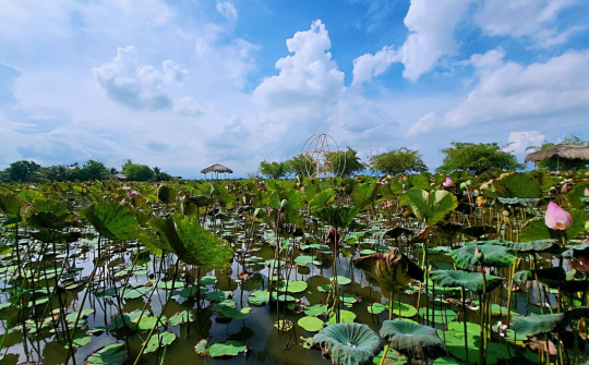 Làng sen giữa sa mạc cát Ninh Thuận