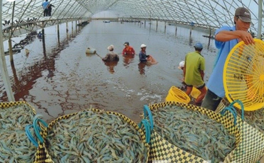 Ban hành Chương trình Quốc gia phát triển nuôi trồng thủy sản giai đoạn 2021 - 2030