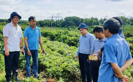Gia Lai: Nông nghiệp hữu cơ, hướng đi mới cho sản xuất nông nghiệp