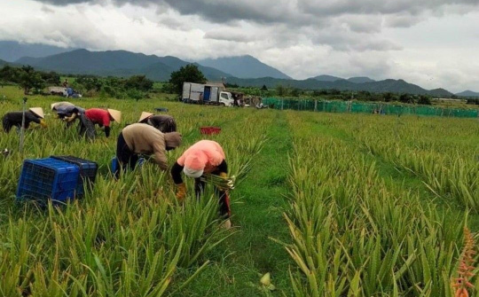 Ninh Thuận: Tập trung triển khai 19 chính sách phục hồi và phát triển kinh tế - xã hội