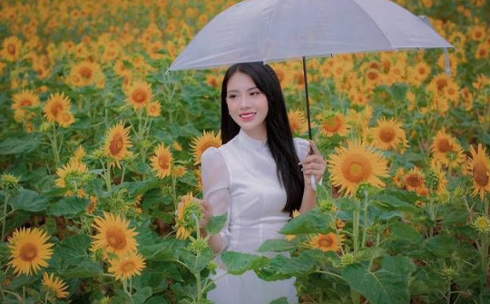 Khám phá vẻ đẹp cánh đồng hoa hướng dương đang khoe sắc ở Thái Nguyên