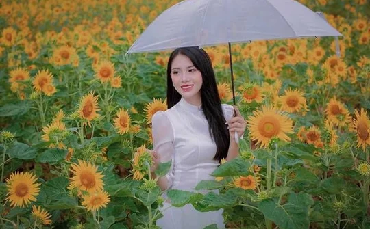 Khám phá vẻ đẹp cánh đồng hoa hướng dương đang khoe sắc ở Thái Nguyên