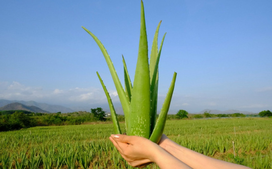 Nha Đam – Sản phẩm nông nghiệp “mới, chủ lực” của tỉnh Ninh Thuận