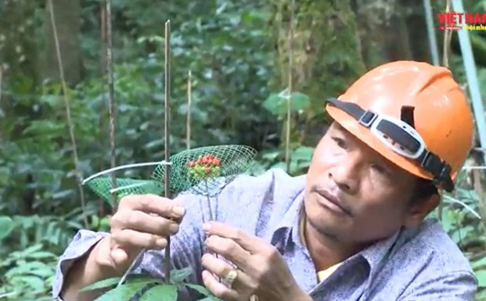 Kon Tum thành lập HTX Dược liệu Du lịch Ngọc Linh H80