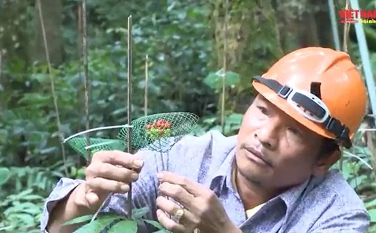 Kon Tum thành lập HTX Dược liệu Du lịch Ngọc Linh H80