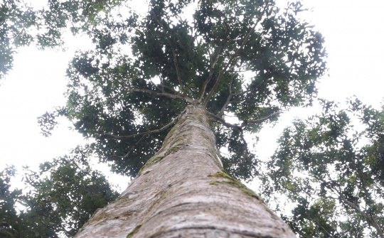 Thờ ông Tổ nghề trồng Quế - nét đẹp trong tín ngưỡng của đồng bào Dao đỏ