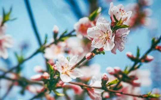 Sức xuân đất nước