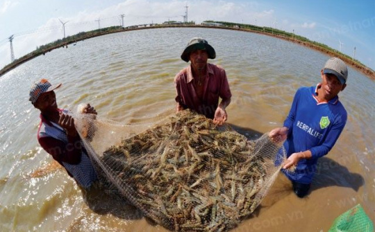 Xây trung tâm chế biến thức ăn gia súc và thủy sản cho cả vùng đồng bằng sông Cửu Long tại Bạc Liêu
