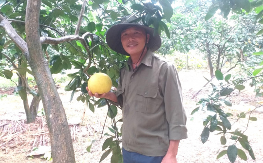 Hà Tĩnh: Xây dựng thành công mô hình thí điểm Chuyển đổi số trong sản xuất cây ăn quả có múi