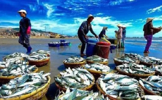 Tập trung thực hiện các nhiệm vụ, giải pháp chống khai thác hải sản bất hợp pháp