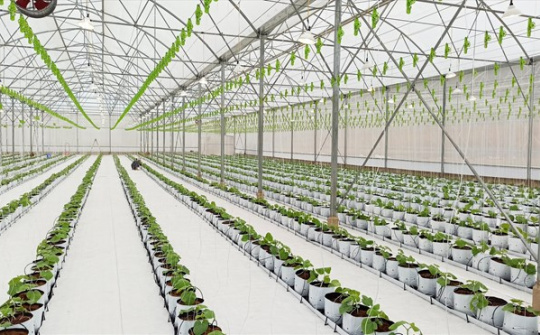 Phát triển nông nghiệp ứng dụng công nghệ cao ở huyện Lạc Thủy, tỉnh Hòa Bình