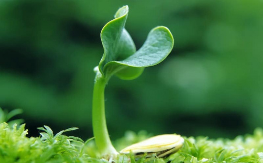 Một số điều của Luật Sở hữu trí tuệ về quyền đối với giống cây trồng