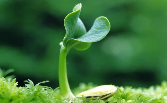 Một số điều của Luật Sở hữu trí tuệ về quyền đối với giống cây trồng