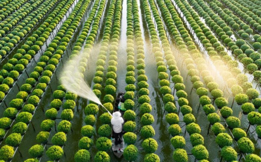 Bến Tre: Tập trung phát triển công nghiệp chế biến sâu