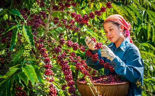Trung Quốc mong muốn tăng cường nhập khẩu các mặt hàng nông sản chất lượng cao của Việt Nam