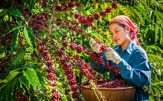 Trung Quốc mong muốn tăng cường nhập khẩu các mặt hàng nông sản chất lượng cao của Việt Nam